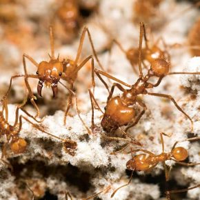 ant-fungus-farmers