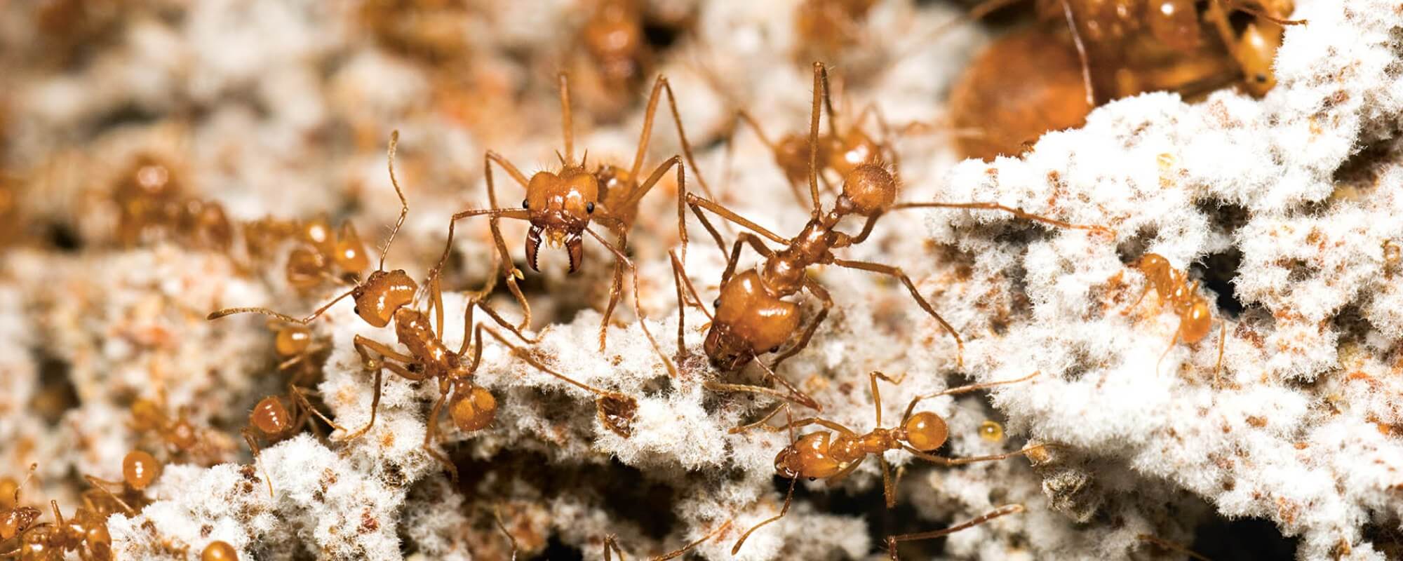 Ant Fungus Farmers Hold the Answers for Human Farmers