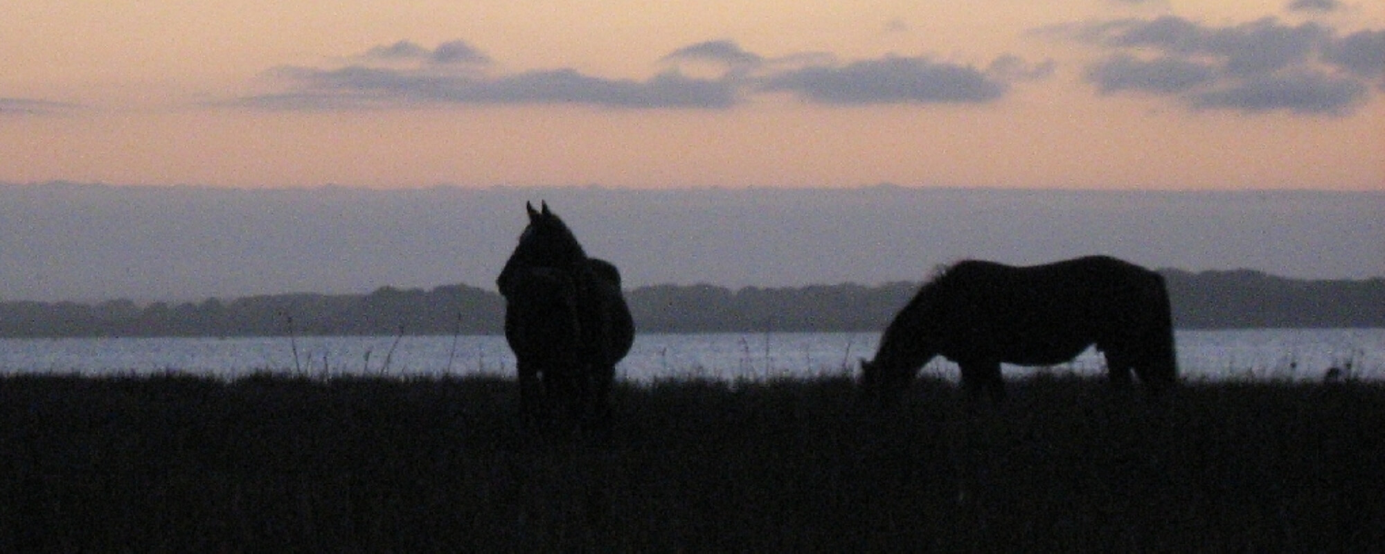 Wild Horses at Sunset on the Bot River Estuary