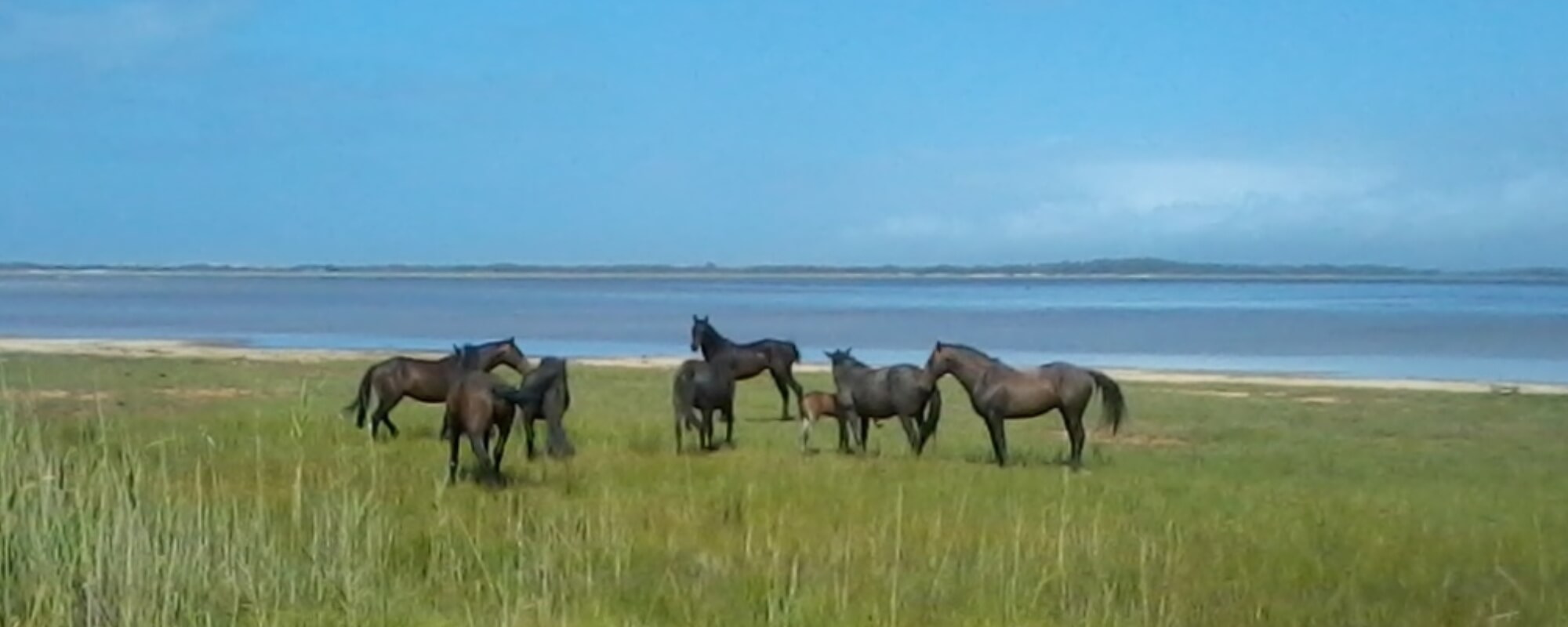 Wild Horses of the Bot River: New Kid On The Block